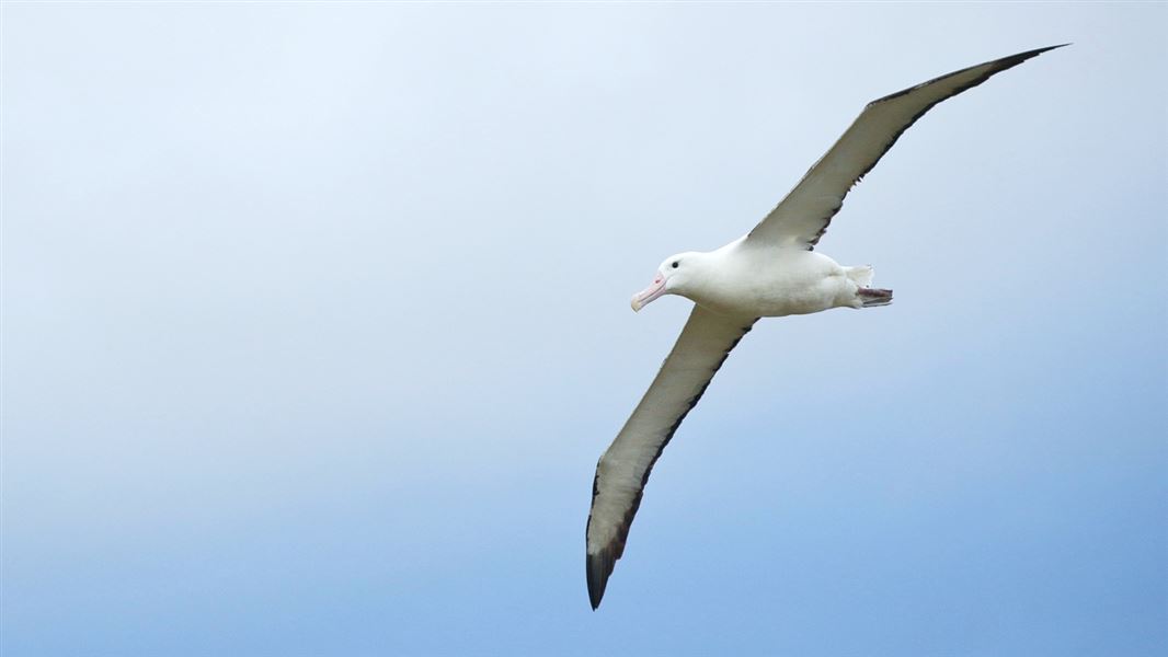 An adult albatross soaring in the sky. 