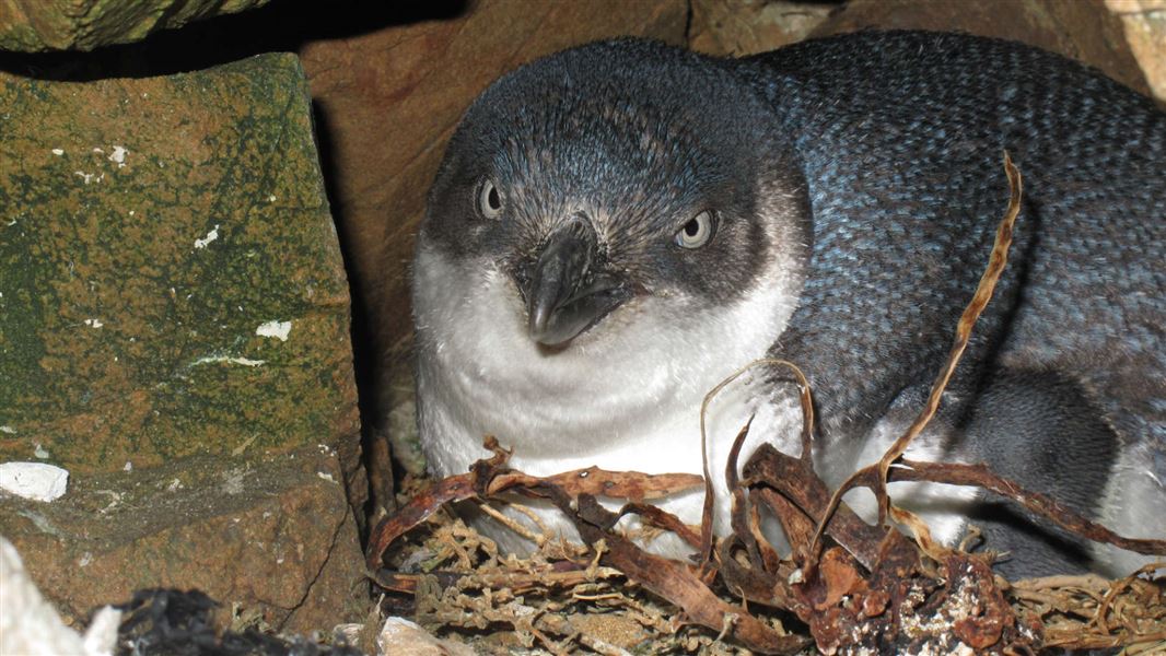 Little blue penguin on nest.