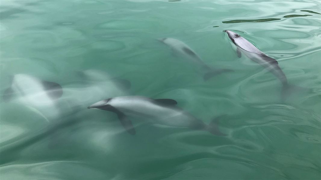 Māui dolphins under surface of water.