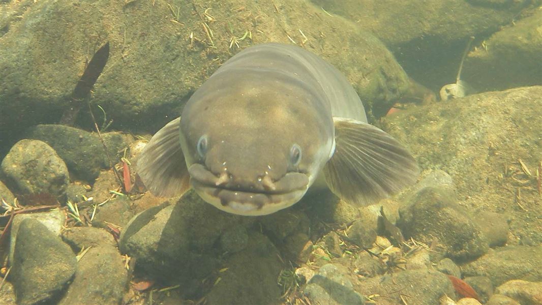 Longfin eel. 