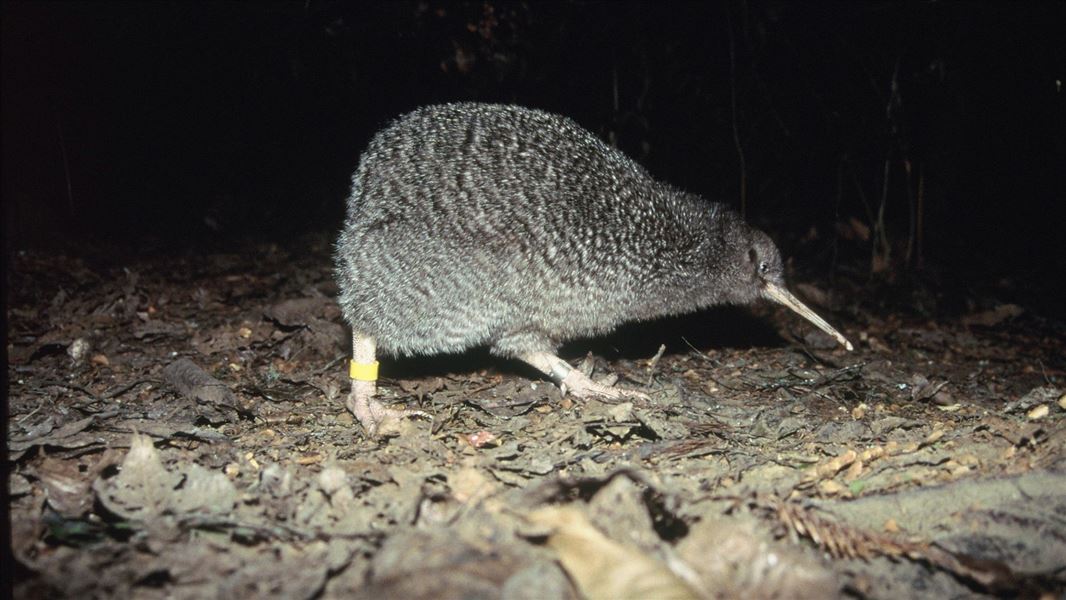 Kiwi pukupuku/little spotted kiwi