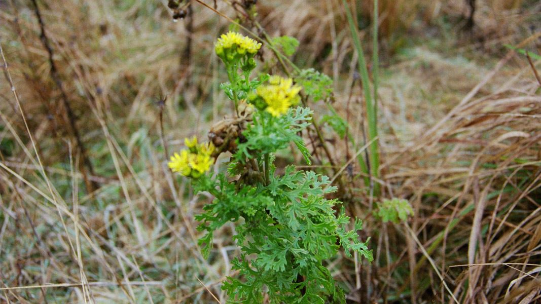 Ragwort. 