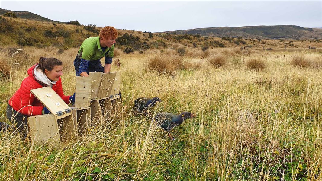 Rangers release takahē into tussock.