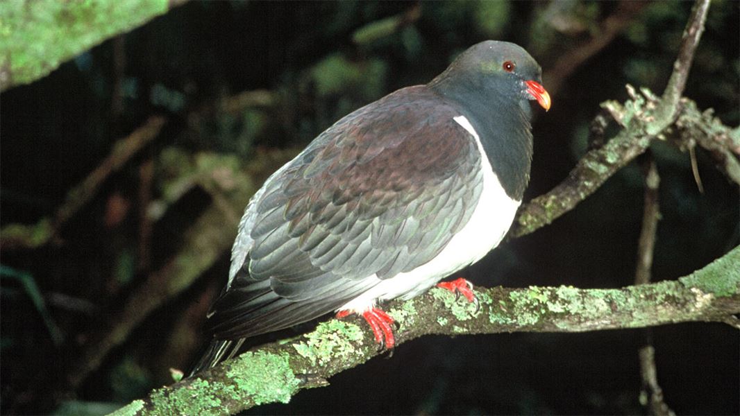 Chatham Island pigeon/parea. 