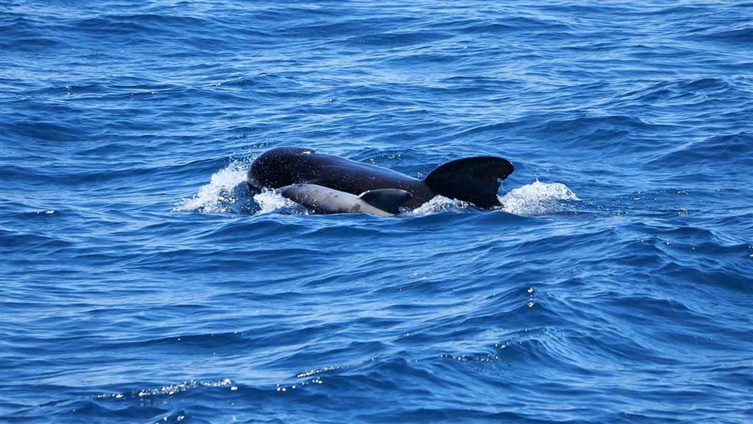 Pilot whale at sea.