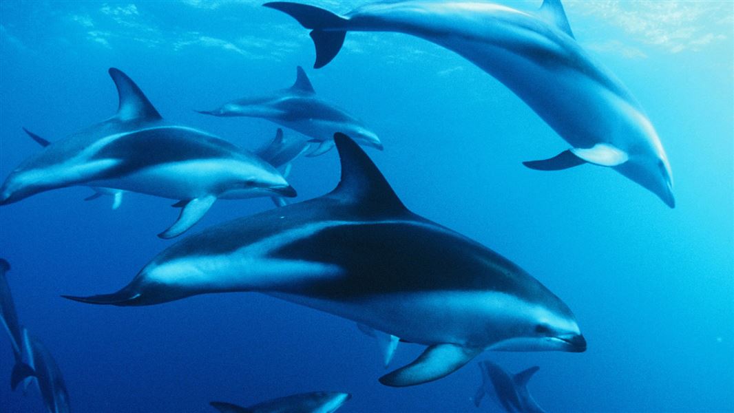 Pod of dusky dolphins. 