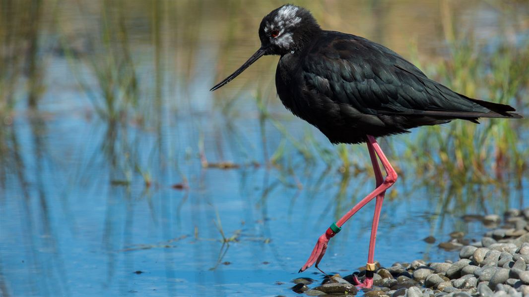 Kaki/black stilt