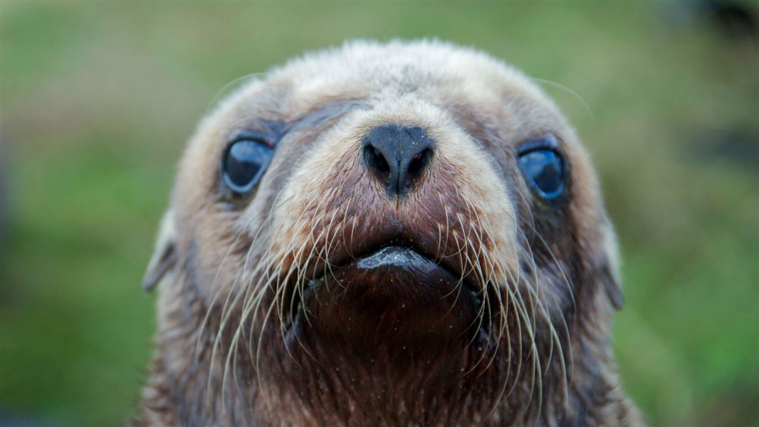 Close up of a sea lion pup face with a green background.