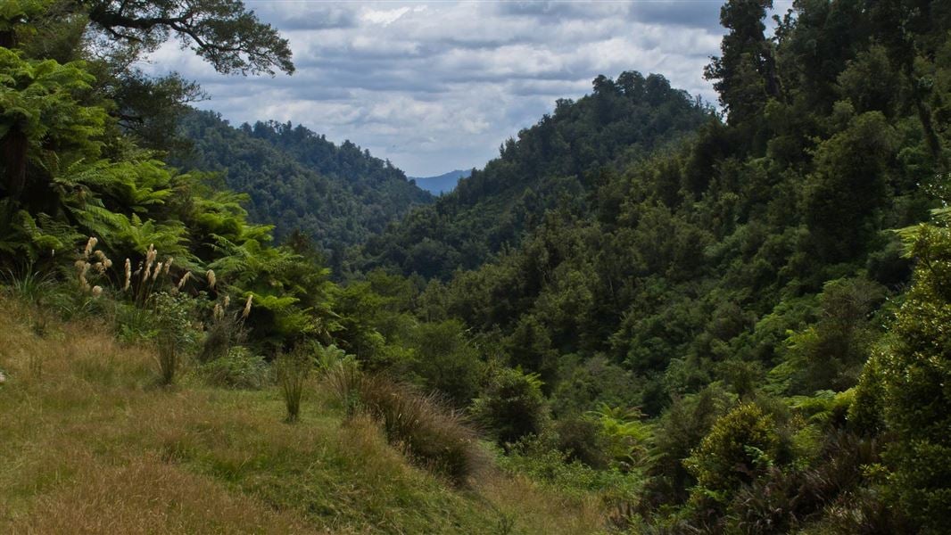 Whirinaki Te Pua-a-Tāne Conservation Park