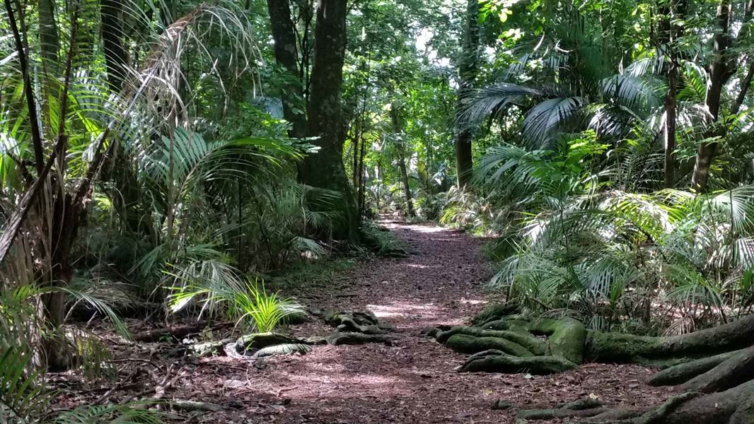 Grays Bush Scenic Reserve. 