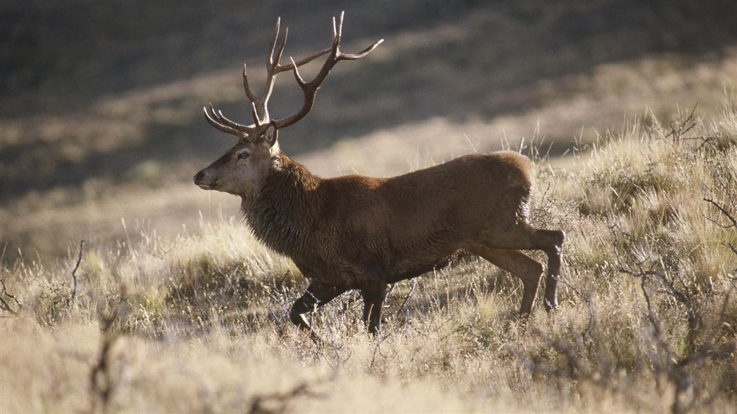 Red deer. 