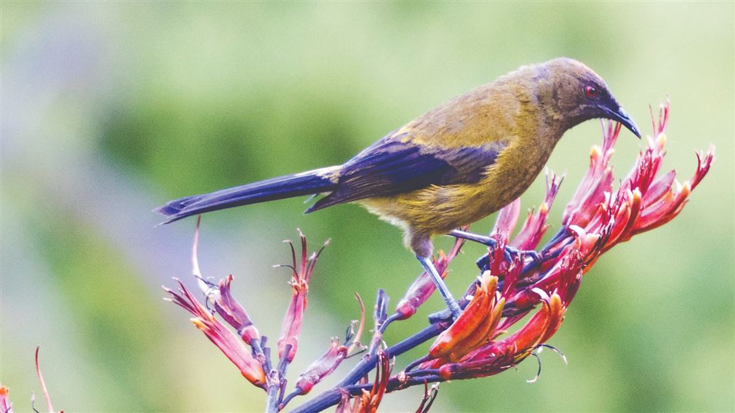 Bellbird sipping nectar from flax flower