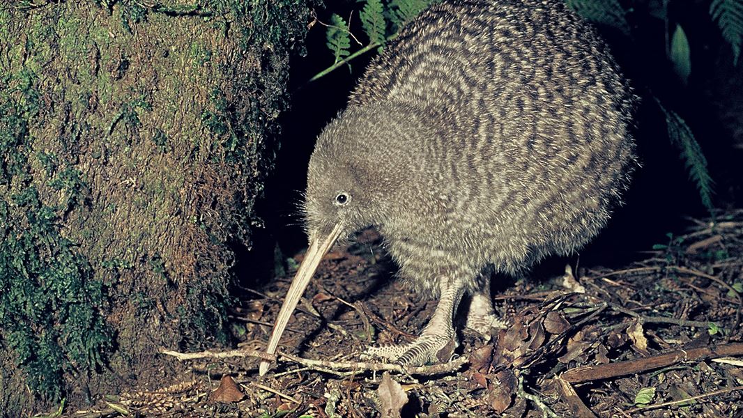 Kiwi in forest at night