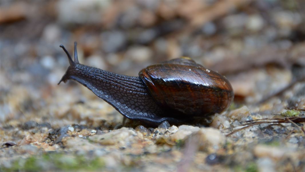 A close up of a powelliphanta augusta snail on the Heaphy track.