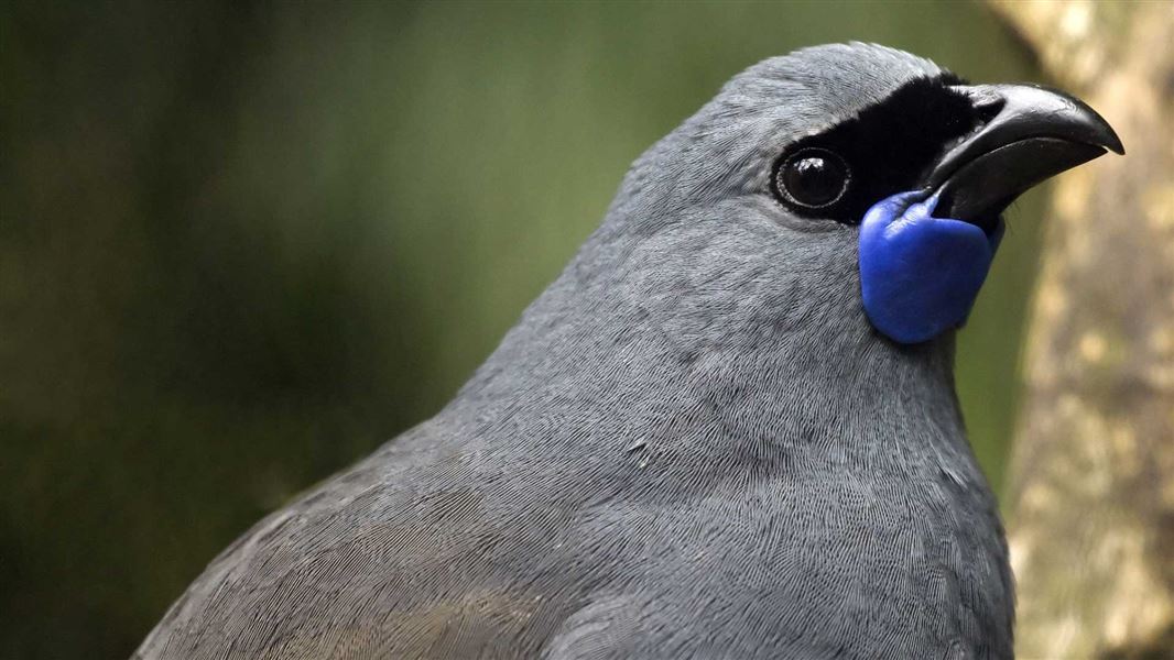 Closeup of kōkako. 