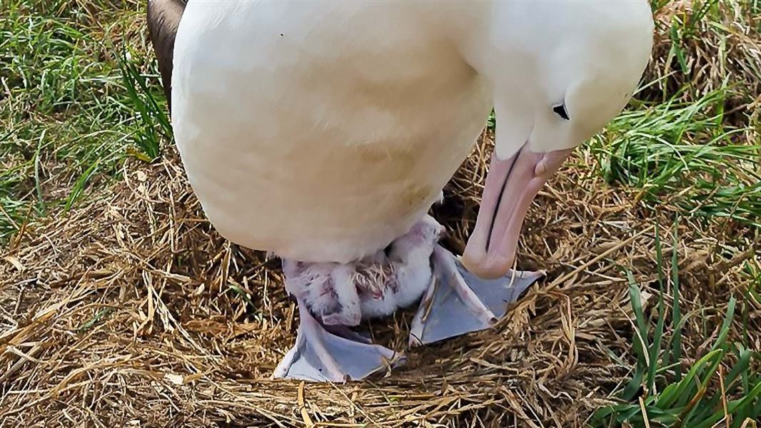 An albatross with it's chick snuggled under it's body.