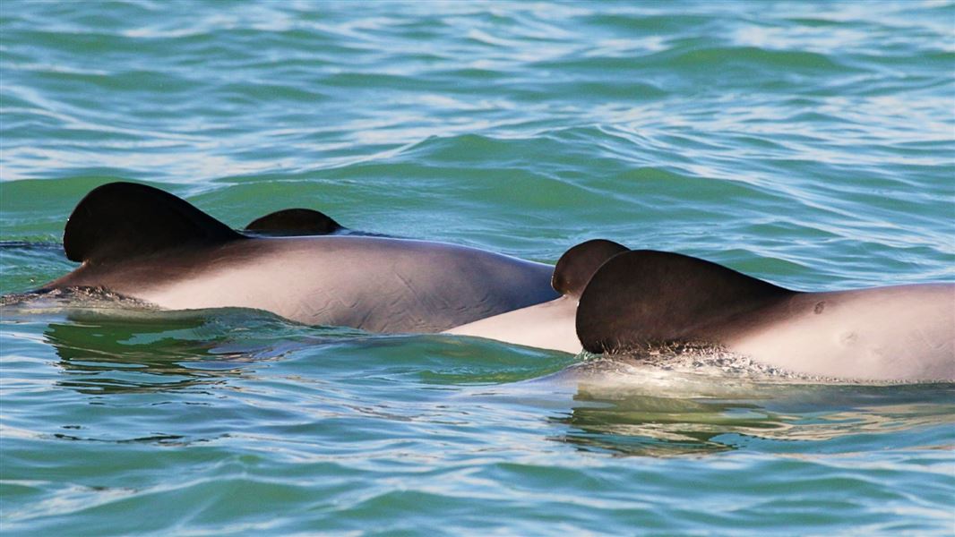 Three maui dolphin fins popping out of the water.