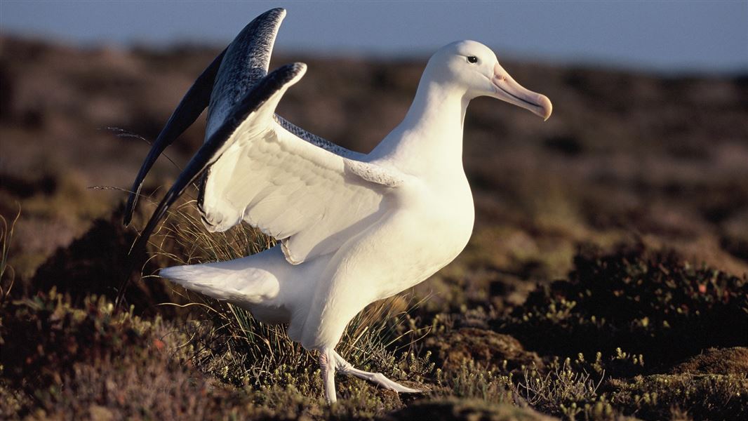 Southern royal albatross