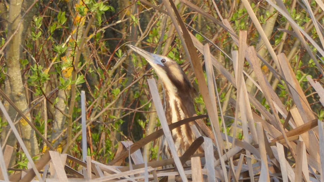 Australasian bittern male