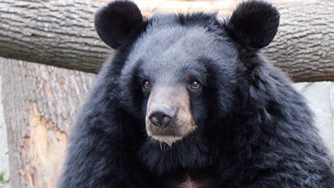 A close up of an Asiatic black bear's face