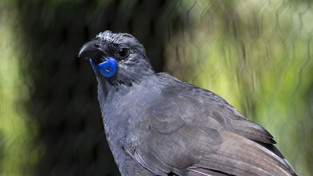 A kōkako looking at the camera.