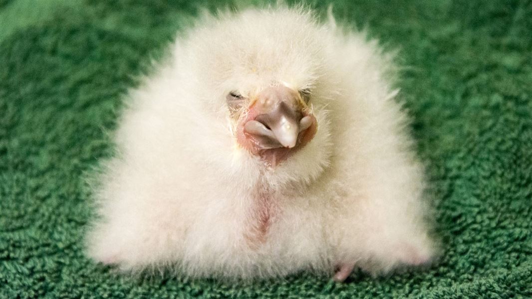 Kākāpō chick. 