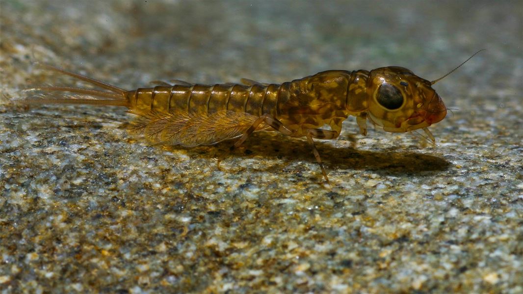 New assessment of the conservation status of freshwater invertebrates ...