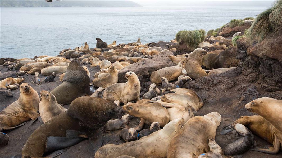 New Zealand sea lion colony. 