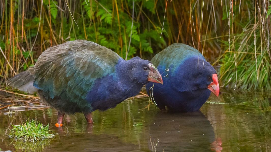 Takahē at Punanga Manu o Te Anau. 