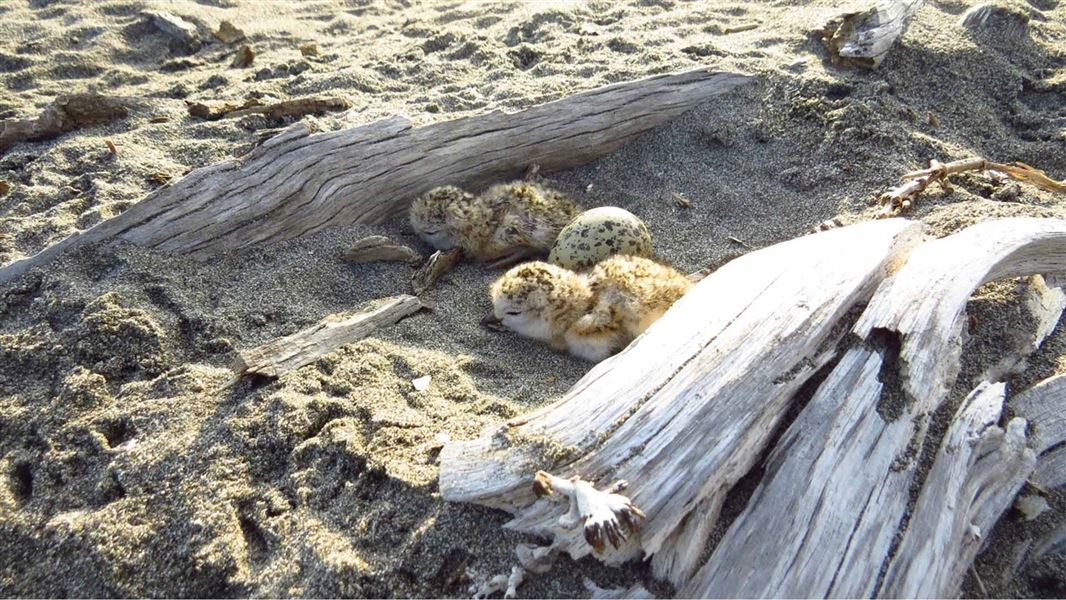 Two spotted bird chicks on sand.