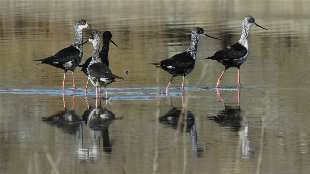 Five kakī birds hanging out together on wet sand, they have black wings and white necks speckled with gray, their bodies are reflected in the sand beneath them. 