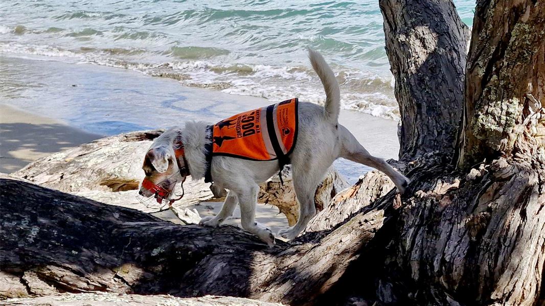 Rodent detection dog Hector at work on Te Haupa/Saddle Island.