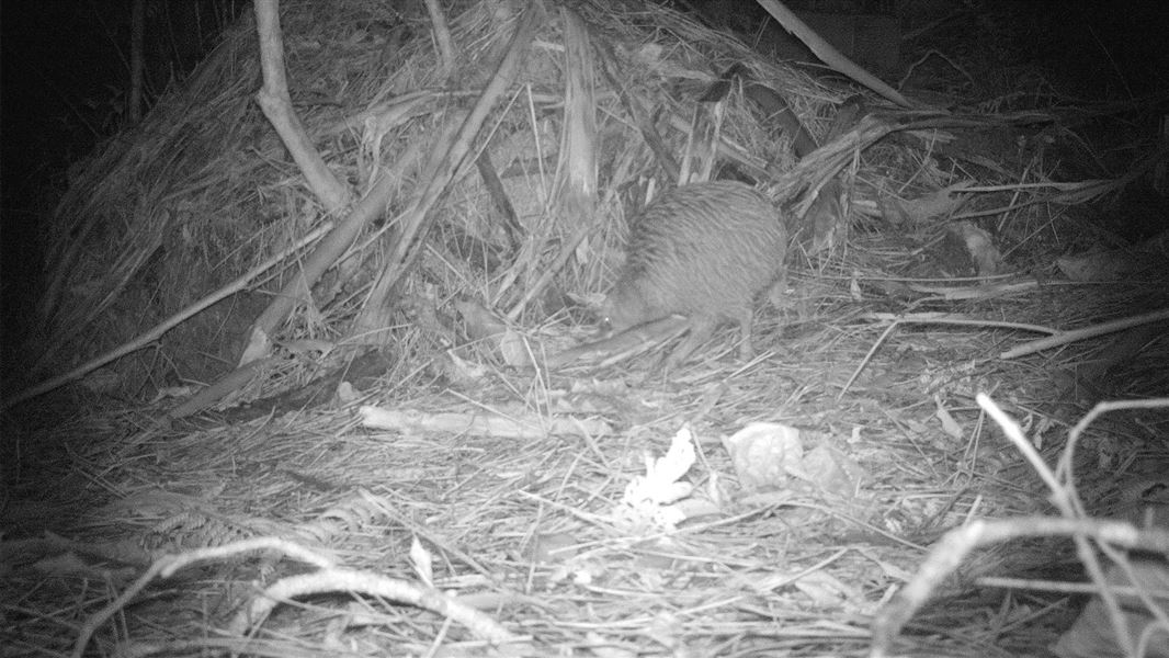 A brown kiwi snapped on a trail camera is evidence of predator control success