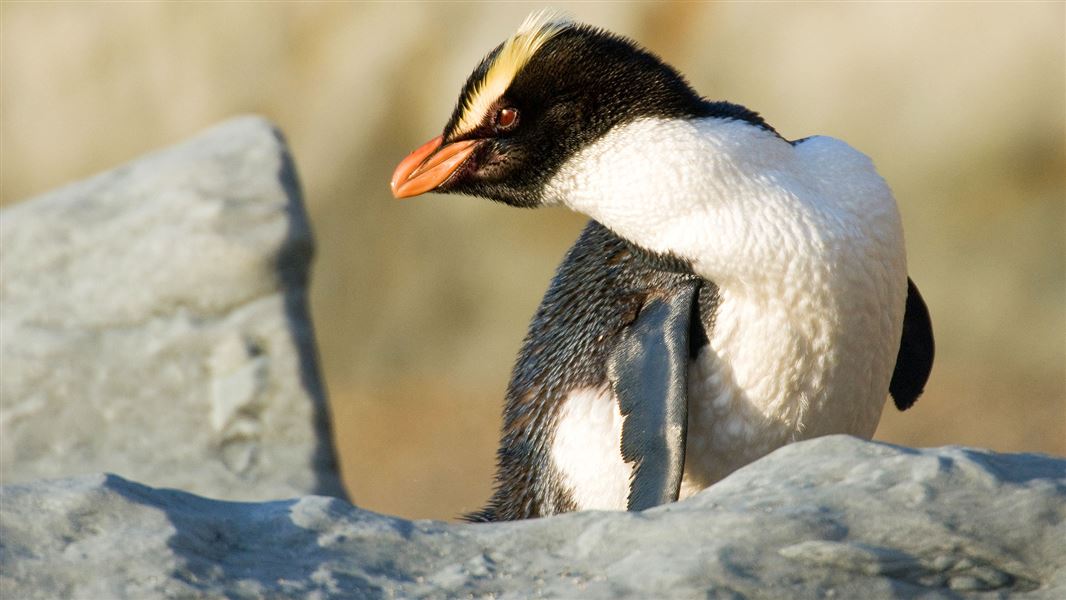 Fiordland crested penguin