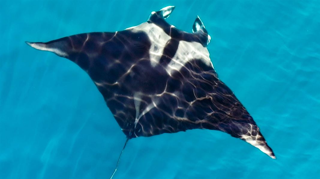 A top down view of a giant manta ray at sea.