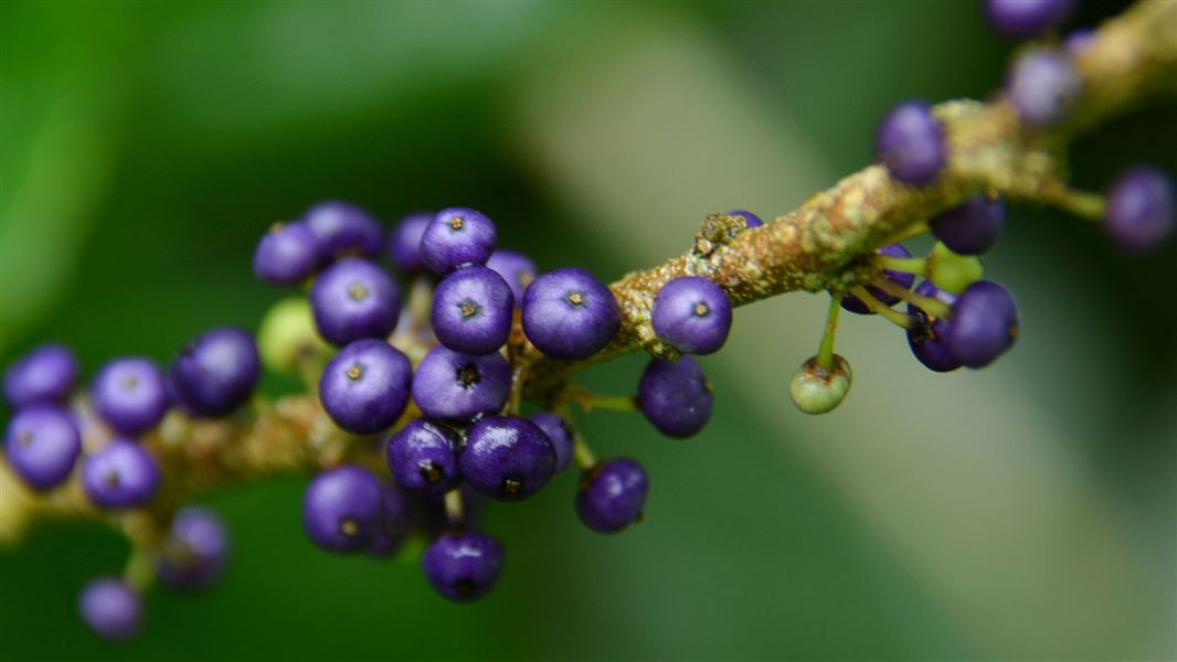 Close up of purple māhoe berries .