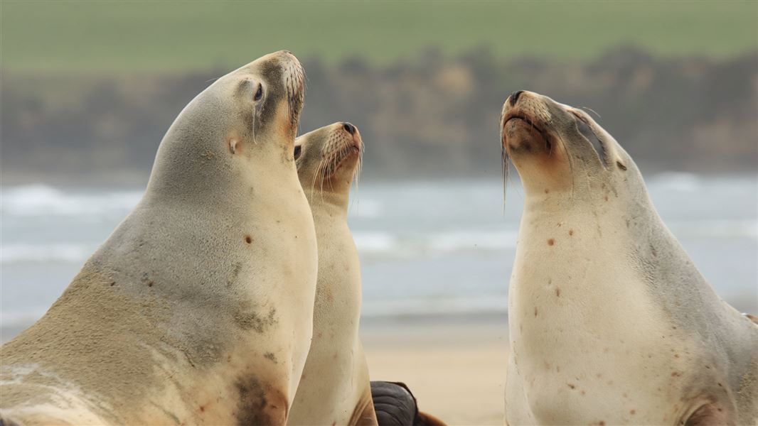 Sealions at Surat bay 