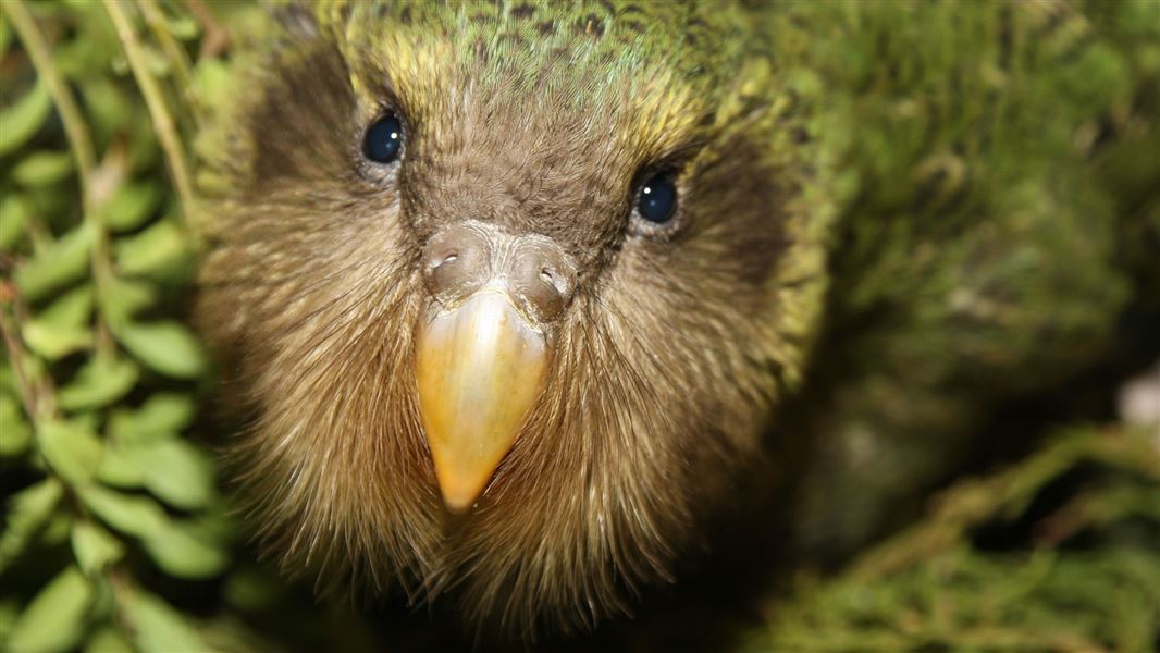 Kākāpō chick. 