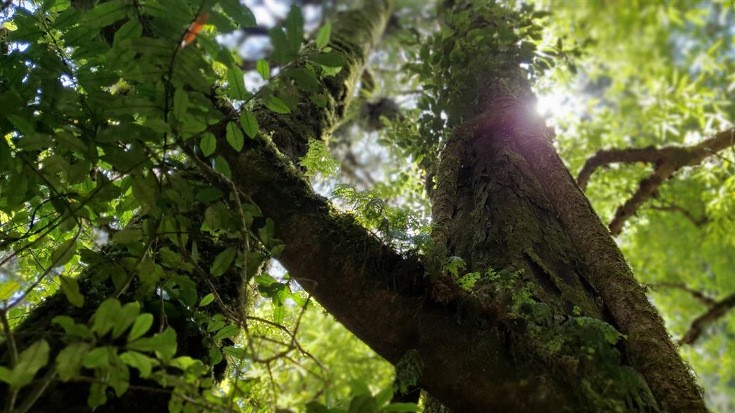 Podocarp forest up close with sunshine coming through the leaves. 