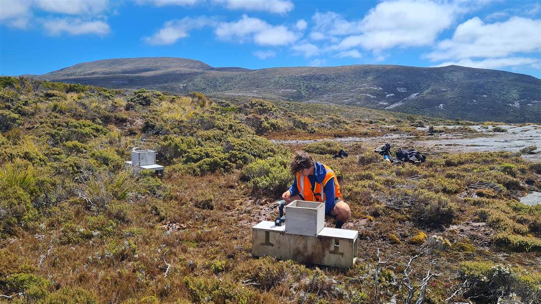 Checking traps on Rakiura/Stewart Island. 