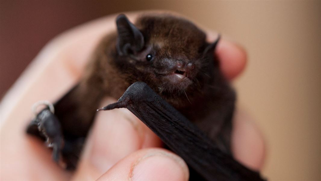 Long tailed bat on a persons hand.