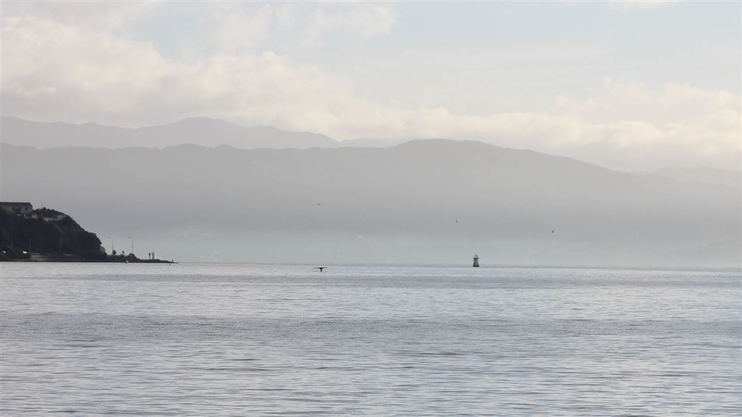 Southern right whale in Wellington Harbour. 