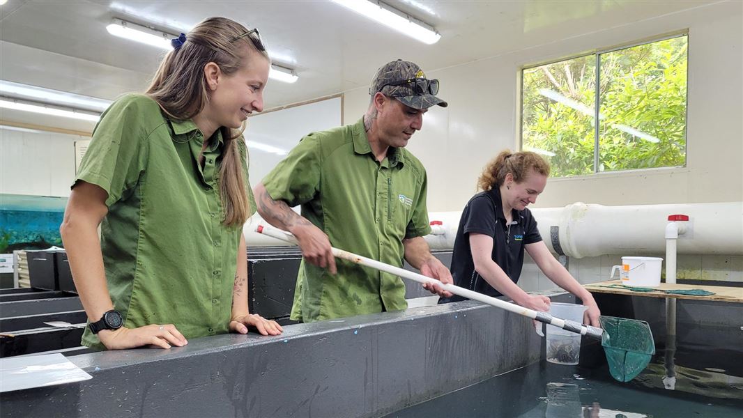 Three DOC staff standing over tank at trout hatchery.