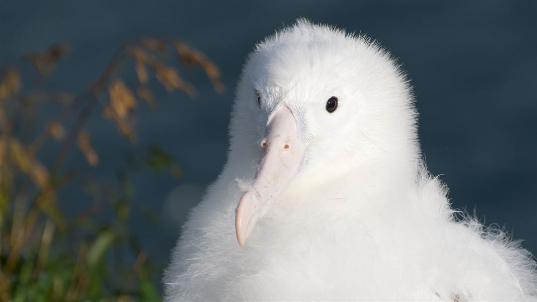 Royal cam albatross chick. 