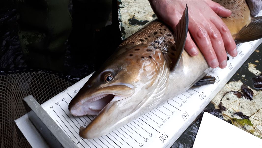 Brown trout being measured. 