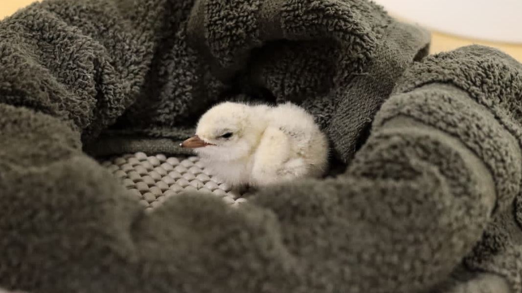 A close up of a small, fluffy white chick surrounded by a brown towel twisted and wrapped into a ring.