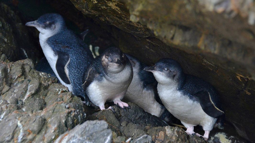  Little blue penguins grouped together under a rock, Moturata/Taieri Island.