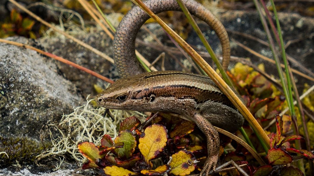 Skink on standing on leaves.