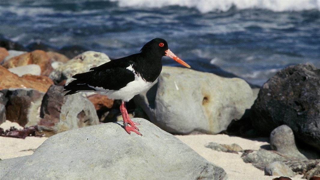 Chatham Island oystercatcher. 