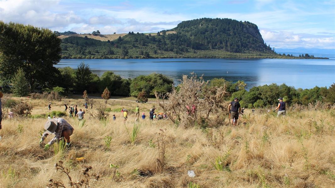 Successful community-led planting day held near Taupo